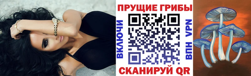 закладка  Россошь  Псилоцибиновые грибы GOLDEN TEACHER 